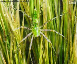 Puzzle Πράσινο lynx αράχνη